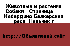 Животные и растения Собаки - Страница 12 . Кабардино-Балкарская респ.,Нальчик г.